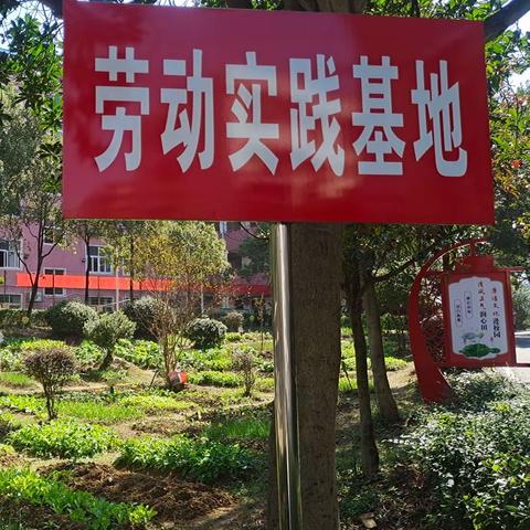 播撒种子 收获成长——记红旗实验小学209班劳动实践教育