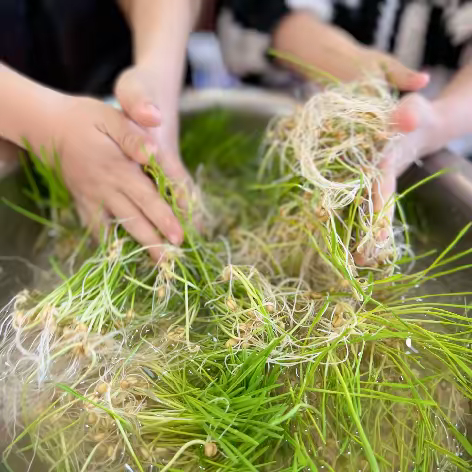 【学前教育宣传月】麦芽糖的故事——华侨大学尤梅幼儿园大二班课程故事