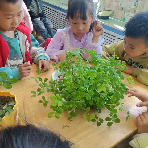 花生奇遇记_平罗五幼教育团体大二班班本课程