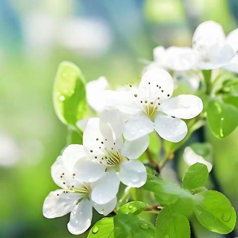 春意盎然百花绽，读、学、教、研、思共赴教研盛宴--范县第一小学五年级数学“四课型”达标听评课活动