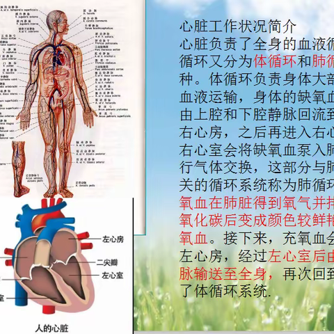 健康丽龄每周三 心脑血管的养护-袁学军老师分享