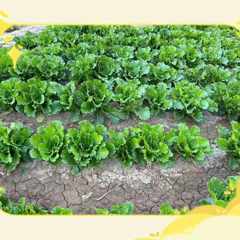 《嗨！白菜》——高新区幼儿园北园中一班活动纪实