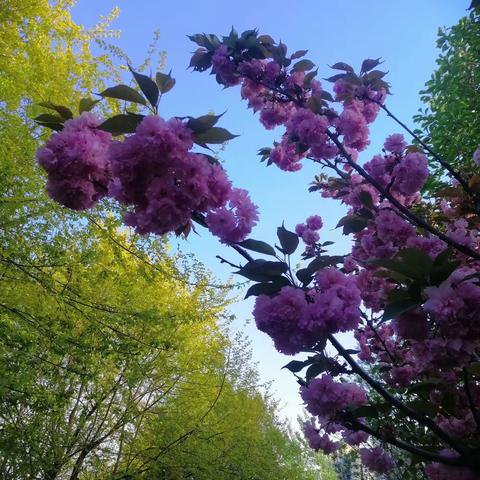 静待花开的简篇