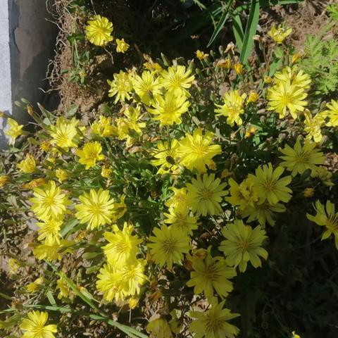 静待花开的简篇