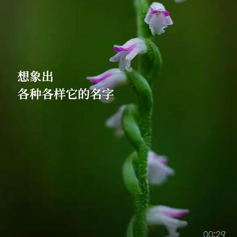 竹蜻蜓的简篇