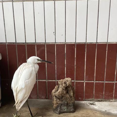 邑城镇韩二庄村村民救助国家二级保护动物！