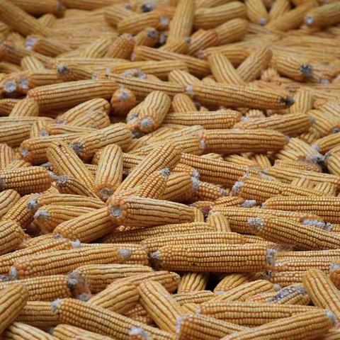 邑城镇：秸秆回收再利用  “种养双赢”促发展