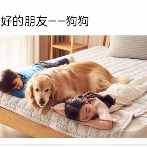 重新认识人类忠实的朋友一一狗狗    六(4)班家长大讲堂