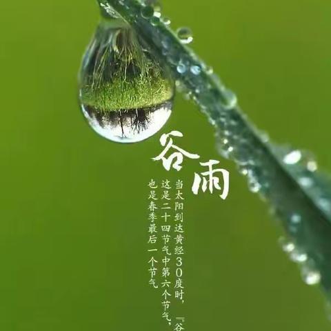 谷雨------吃香椿炒鸡蛋