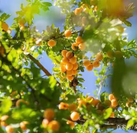 追寻习主席足迹，探寻中华文脉 -汉师附小五（2）班“兴汉胜境”研学活动