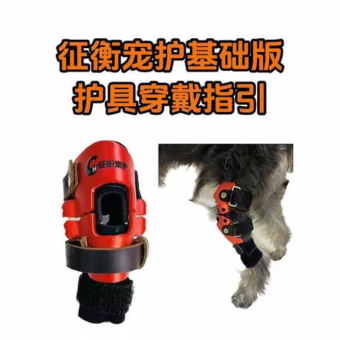 征衡宠护基础版护具穿戴指引