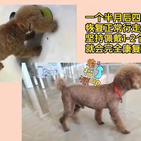 狗狗韧带重度撕裂 硬核家长做对了一件事让毛孩子逆风翻盘！