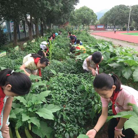 劳动基地结硕果，劳动教育显成效-实验小学教联体开展劳动基地考核