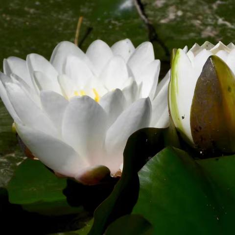 睡莲花转色