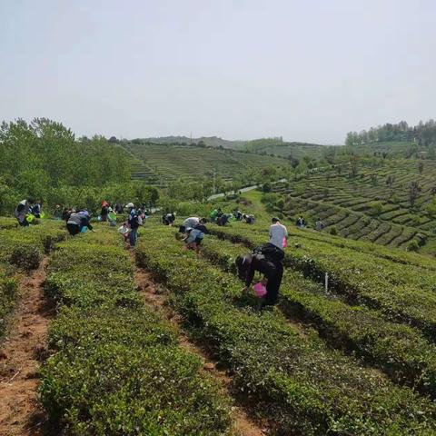 枣阳市实验中学云峰山万亩茶园研学旅行 ——八(2)班