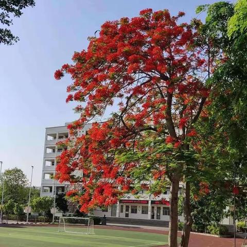 教研美如花 精彩满初夏——石山中心小学英语科组教研活动