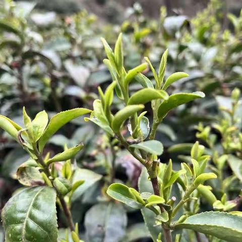 【五一班  肖沐昕】《品味茶中诗意• 弘扬茶道精神》