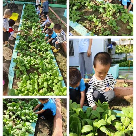 童艺林幼儿园中一班户外采摘