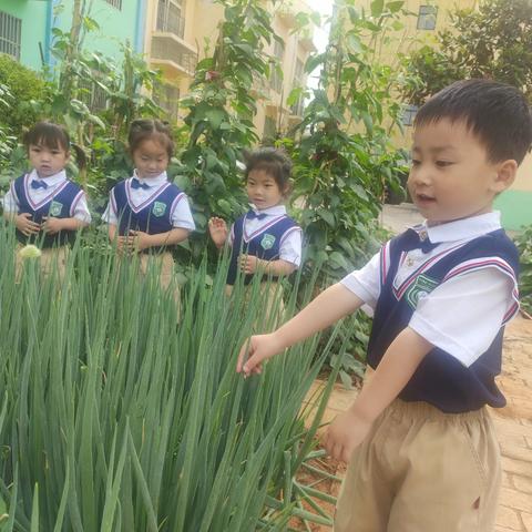 ☀️夏日炎炎  🌈童趣满满——临汝镇第一中心幼儿园第十四周工作纪实