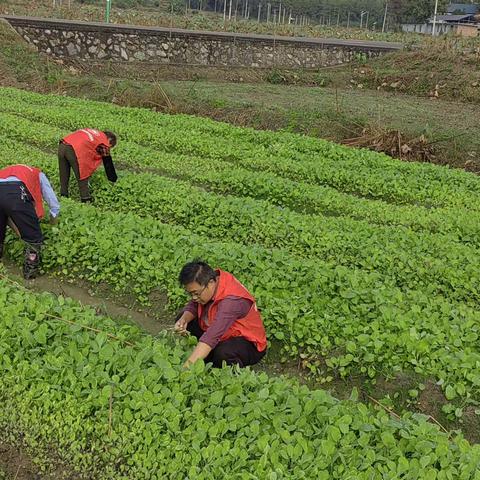 冬种助农“小分队”—人大代表