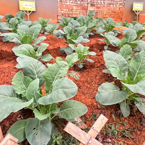 娄底仁德学校小2001班一周精彩