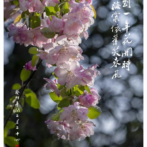 雨后海棠