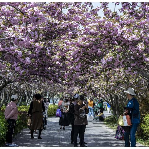 遇见樱花，遇见美