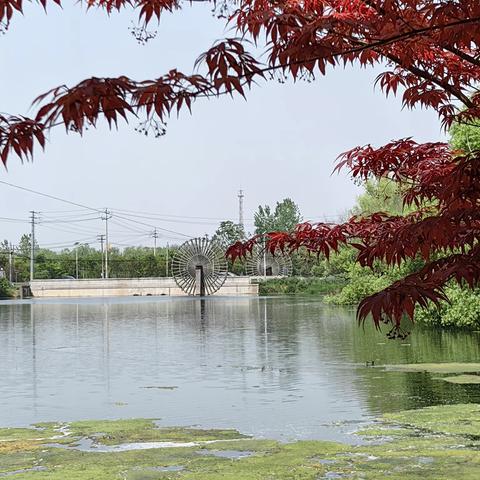 金和园之“美景”