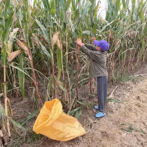 《干农活》濮阳市华龙区实验小学二年级三班刘牧其