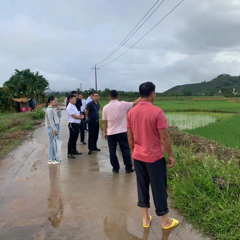 省农业农村厅莅临英州镇开展菜篮子基地建设及种粮种植情况等调研工作