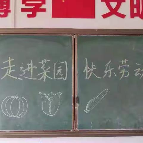 劳动创造美，种菜欢乐多——湛江市霞山海景学校劳动教育基地种菜篇