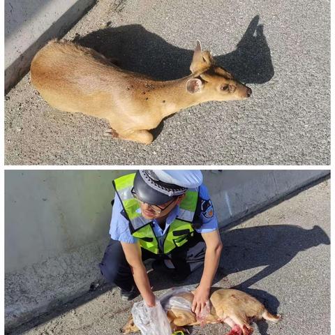 二级保护动物现身高速，民警救助一“鹿”平安！