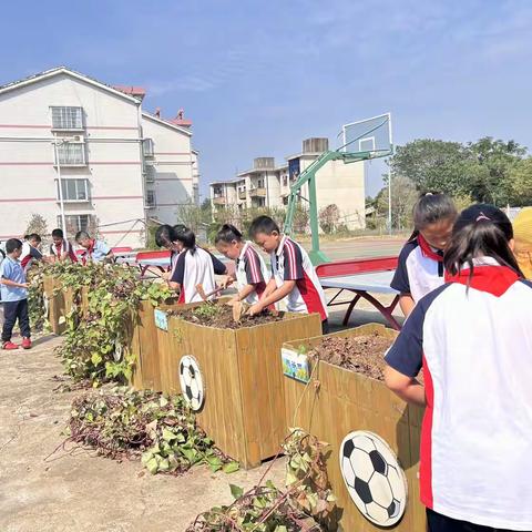 “薯”于你的收获节 ——枫树山石燕湖小学劳动实践基地的甜蜜庆典