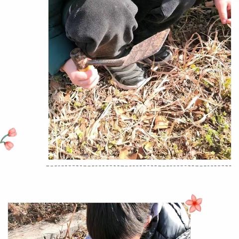 “小小植物，大大世界”金渠镇镇中心幼儿园中一班种植区活动美篇