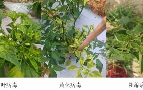 辣椒开花坐果期的三虫三病，这六大关键您知道几个？