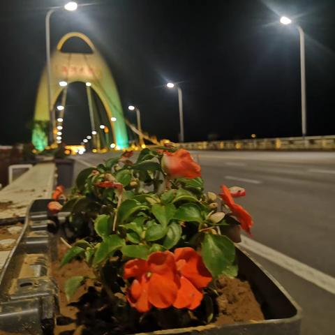 发现美|夜幕下，花卉装点的五座大桥成为“花桥”更加五彩斑斓 魅力四射