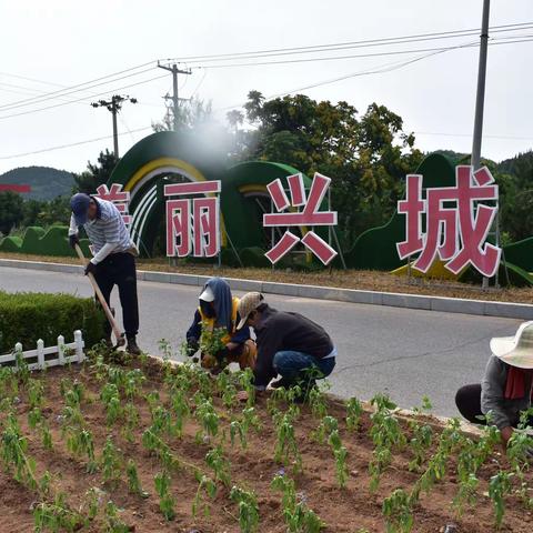 爱兴城 爱园林|园林管理处对龙兴路两侧绿地进行花草补种