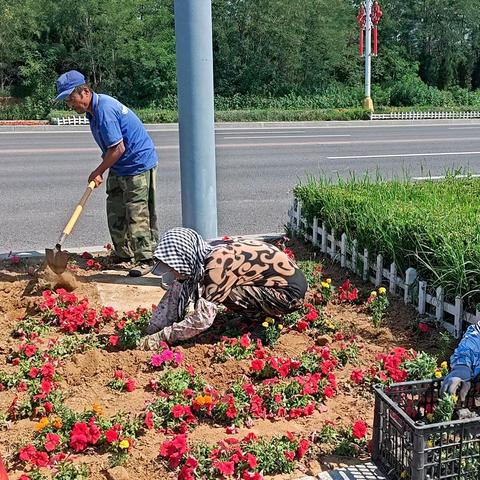 【战高温·我在岗】园林管理处对龙兴路绿化带两侧枯萎、丢失的花卉进行补种