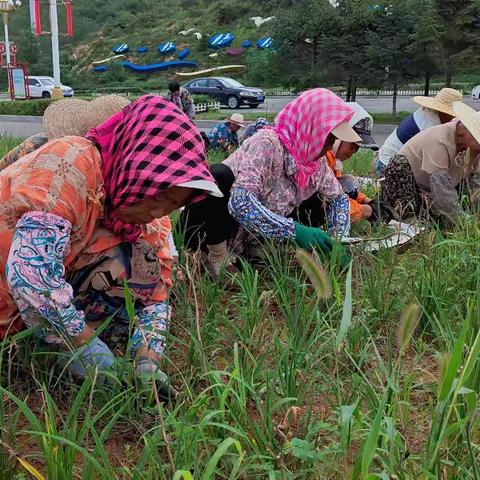 【全力以赴】住建局园林管理处在龙兴路开展人工除草，修剪绿篱、打草，种植换季花卉工作