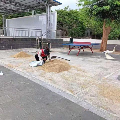 八所镇福久村网格员帮助村民抢收稻谷