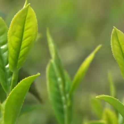 【毛田贡茶 薪火相传】——综合实践活动