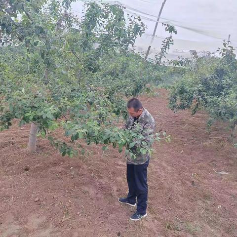 【美丽南大门   幸福新柳林】柳林镇果技站喊你关注连续阴雨天气果园管理