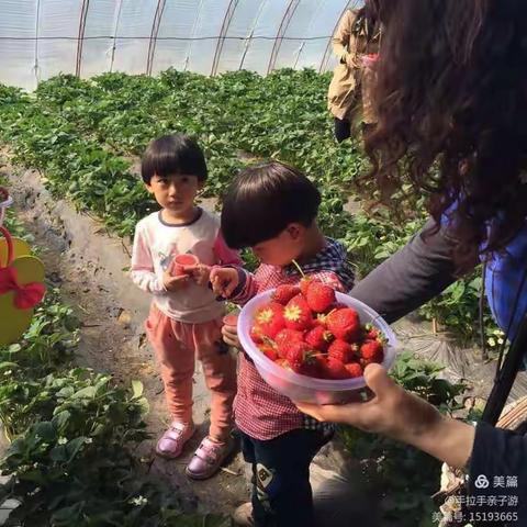 采摘草莓🍓+湿地科学馆+风筝diy