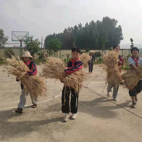 小麦覆陇黄   实践收割忙——传开希望小学收麦子啦