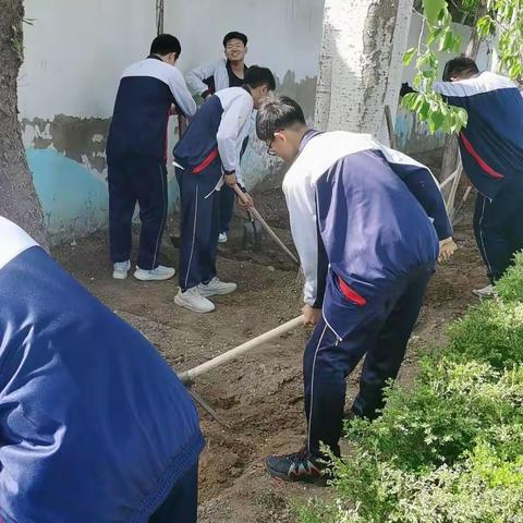 校园 菜园 乐园 --朝阳市第三高级中学高三六班劳动教育实践活动