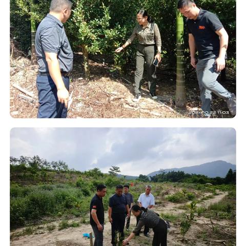 县政协副主席朱彩霞到阜龙乡调研督导油茶种植工作