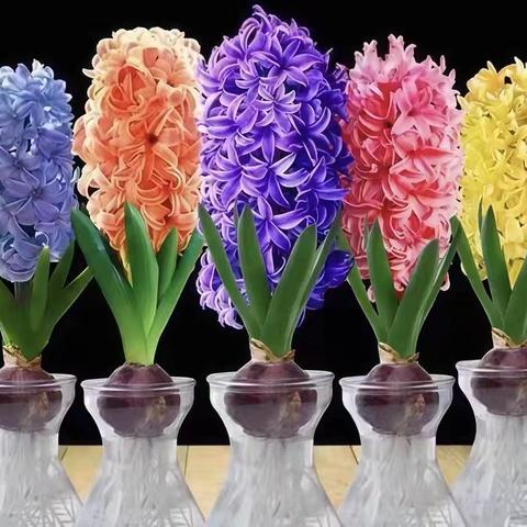 风信子种植小指南