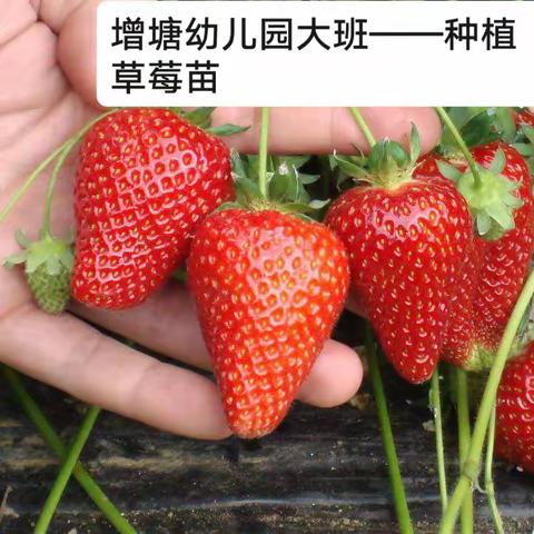 增塘幼儿园大班——种植草莓苗