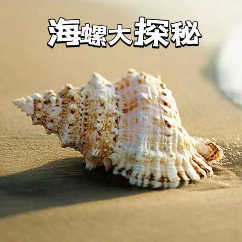 海螺大探秘