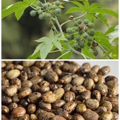 罗平县腊山街道芦沟小学安全告家长书